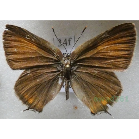 Satyrium spini (Denis & Schiffermüller, 1775) Ogończyk tarninowiec Czech34f